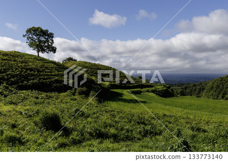 Ogi rice terraces at the end of July (Ubuyama Village, Aso District, Kumamoto Prefecture) 133773140