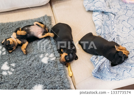 Three Small Black Miniature Pinscher Zwergpinscher, Min Pin Puppy Dogs Sleeping On Floor Three Small Black Miniature Pinscher Zwergpinscher, Min Pin Puppy Dogs Sleeping On Floor 133773574