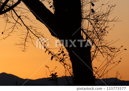 Late autumn trees at dusk Late autumn trees at dusk 133773577