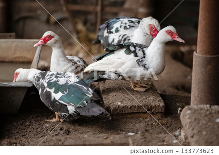 Birds on a farm. A flock of Muscovy ducks on a roost. Birds on a farm. A flock of Muscovy ducks on a roost. 133773623