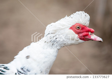 Birds on a farm. Close-up of a Muscovy duck with its neck stretched out. Birds on a farm. Close-up of a Muscovy duck with its neck stretched out. 133773627