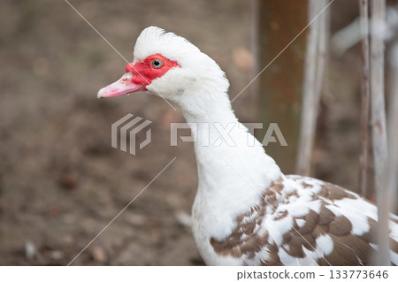 Birds on the farm. White Muscovy duck close-up. 133773646