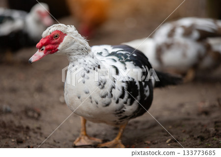 Birds on a farm. Close-up of Muscovy ducks grazing on the ground. 133773685