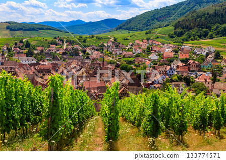 View of Riquewihr village with vineyard on a foreground. Alsace Wine Route, France 133774571