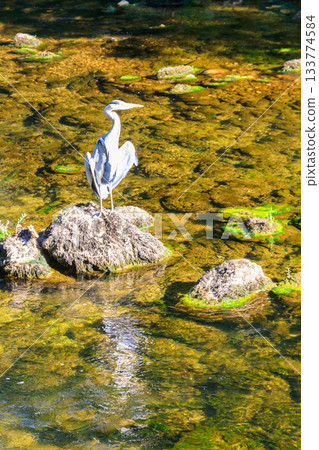Grey heron (Ardea cinerea) in a river Grey heron (Ardea cinerea) in a river 133774584