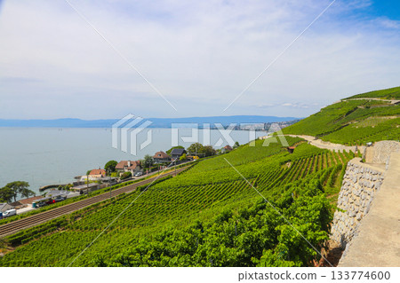 View of the famous Lavaux terraced vineyards, lake Geneva and the Alps in canton Vaud, Switzerland 133774600