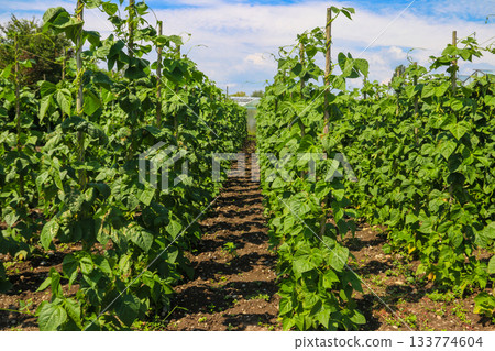 Climbing beans plants growing upright on supports in vegetable garden Climbing beans plants growing upright on supports in vegetable garden 133774604