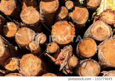 Stacked pine trunks felled by the logging timber industry 133774645