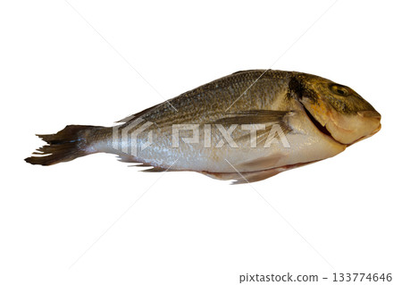 Raw fresh fish dorado isolated on white background Raw fresh fish dorado isolated on white background 133774646