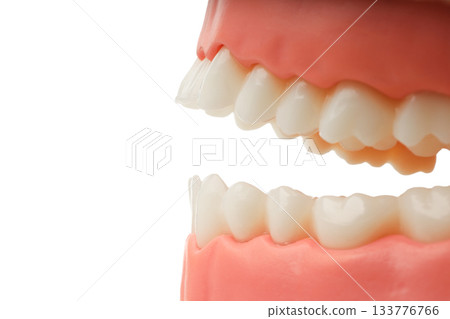 Realistic dental model for teaching care, isolated, PNG Realistic dental model for teaching care, isolated, PNG 133776766