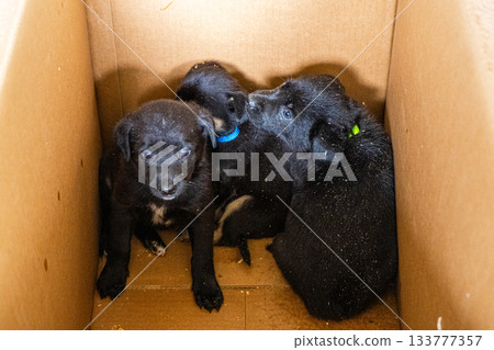 Puppies in box. Black puppy adopt pet 133777357