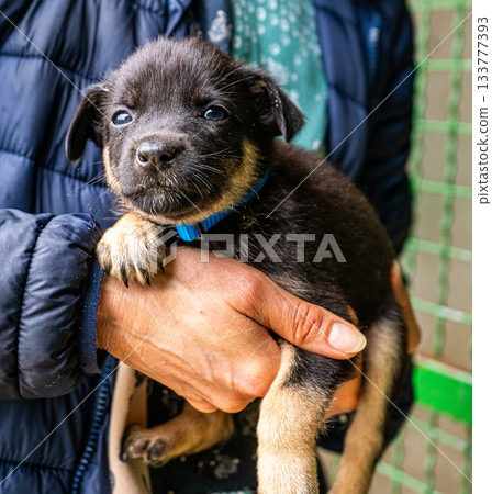 Puppy little dog in hands 133777393