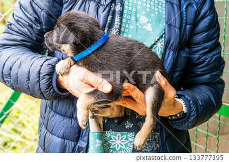 Puppy little dog in hands 133777395