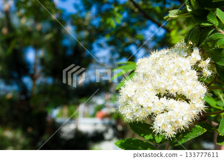 Nature. Bloosoming white flowers of rowan tree Nature. Bloosoming white flowers of rowan tree 133777611