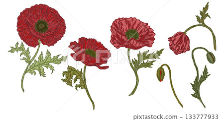 set of poppies set of poppies 133777933