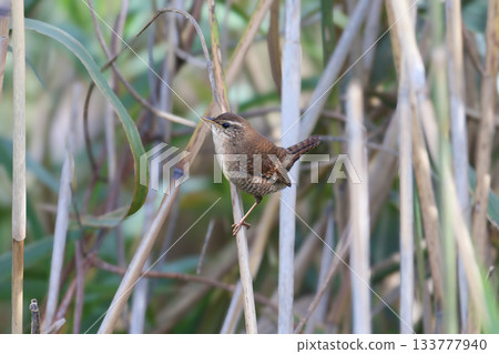 Portraits of the Eurasian wren (Troglodytes troglodytes) Portraits of the Eurasian wren (Troglodytes troglodytes) 133777940