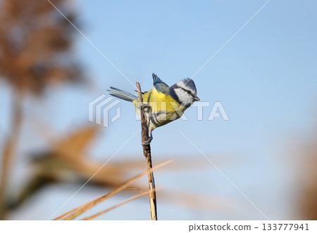 Variegated Eurasian blue tit (Cyanistes caeruleus) Variegated Eurasian blue tit (Cyanistes caeruleus) 133777941