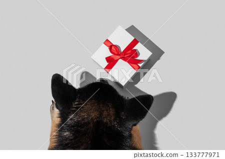 A black Shiba Inu dog looks at a square white gift box with a red ribbon on a light background 133777971