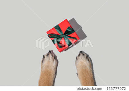 Dog paws look up at a small red gift box with a green ribbon on a minimalist gray background. Dog paws look up at a small red gift box with a green ribbon on a minimalist gray background. 133777972