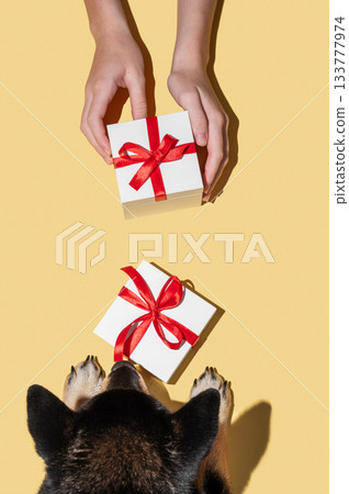 A black Shiba Inu dog looks at a gift box with a red ribbon in front of a person holding another box 133777974