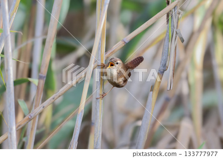 Portraits of the Eurasian wren (Troglodytes troglodytes) 133777977