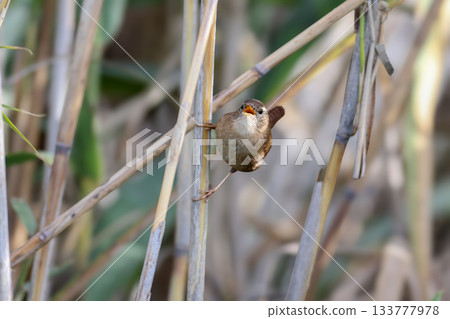 Portraits of the Eurasian wren (Troglodytes troglodytes) 133777978