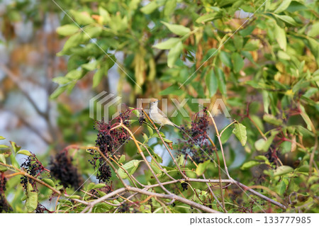 Eurasian blackcap (Sylvia atricapilla) 133777985