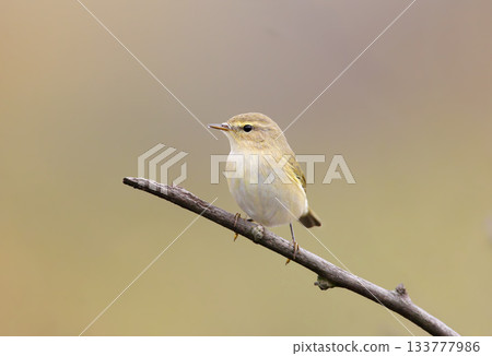 common chiffchaff (Phylloscopus collybita) 133777986