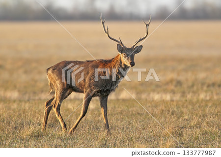 red deer (Cervus elaphus) 133777987