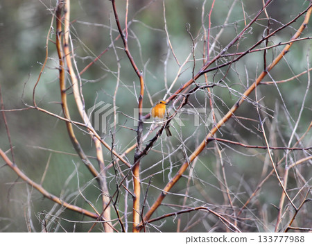 A solitary European robin (Erithacus rubecula) 133777988