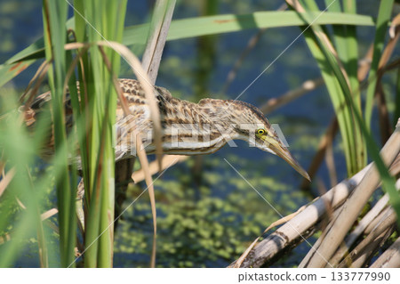 Various young and adult little bitterns (Botaurus minutus) Various young and adult little bitterns (Botaurus minutus) 133777990