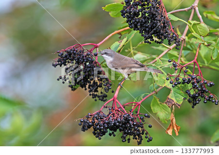 lesser whitethroat (Curruca curruca) 133777993