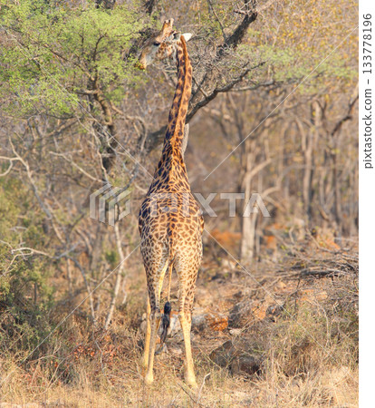South African giraffe 133778196