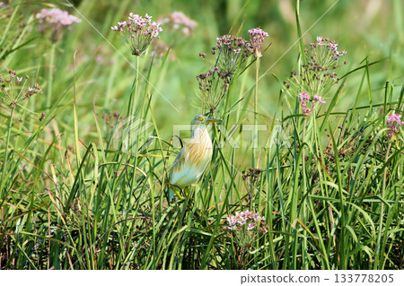 squacco heron (Ardeola ralloides) 133778205
