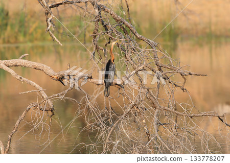 African darter (Anhinga rufa) African darter (Anhinga rufa) 133778207