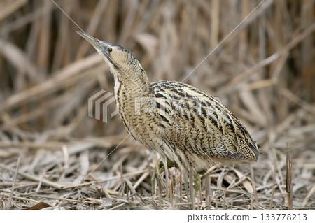 great bittern (Botaurus stellaris) great bittern (Botaurus stellaris) 133778213