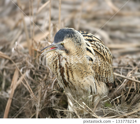 Eurasian bittern or great bittern (Botaurus stellaris) Eurasian bittern or great bittern (Botaurus stellaris) 133778214