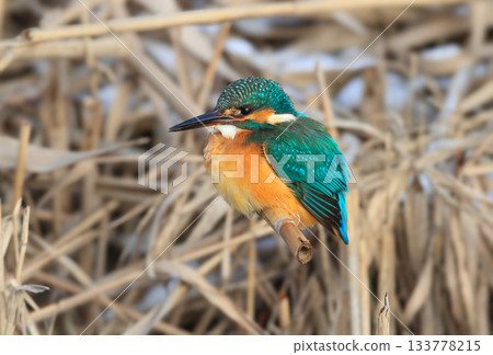 common kingfisher (Alcedo atthis) common kingfisher (Alcedo atthis) 133778215