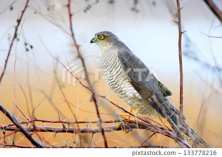 Eurasian sparrowhawk (Accipiter nisus) 133778216