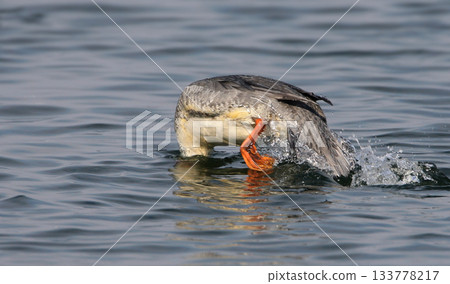 Jump for food Jump for food 133778217