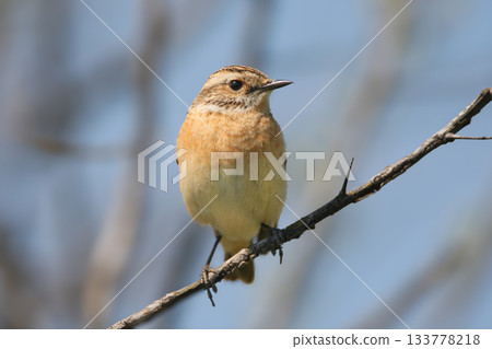 Portrait of whinchat (Saxicola rubetra) Portrait of whinchat (Saxicola rubetra) 133778218