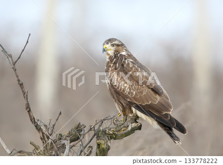 portrait of common buzzard (Buteo buteo) portrait of common buzzard (Buteo buteo) 133778222