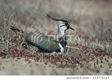 northern lapwing (Vanellus vanellus) northern lapwing (Vanellus vanellus) 133778223