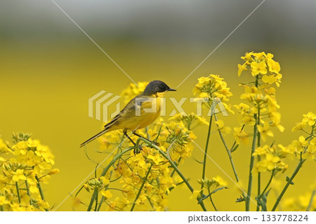 An adult Black-headed Wagtail An adult Black-headed Wagtail 133778224
