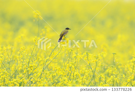 An adult Black-headed Wagtail An adult Black-headed Wagtail 133778226