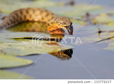 Dice snake (Natrix tessellata) prey Dice snake (Natrix tessellata) prey 133778227