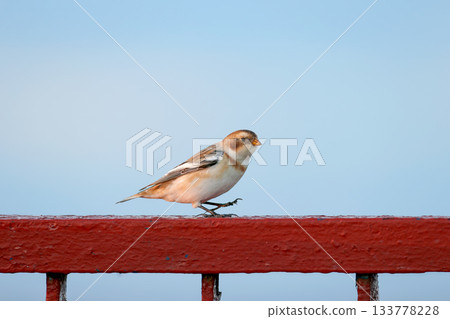 Portrait of snow bunting (Plectrophenax nivalis) Portrait of snow bunting (Plectrophenax nivalis) 133778228