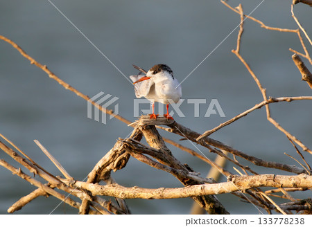 Caspian tern (Hydroprogne caspia) 133778238