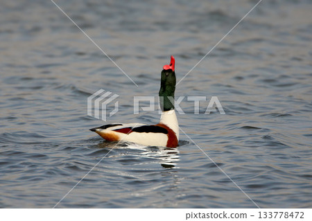common shelduck (Tadorna tadorna) common shelduck (Tadorna tadorna) 133778472