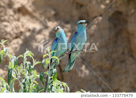 The European roller (Coracias garrulus) 133778479